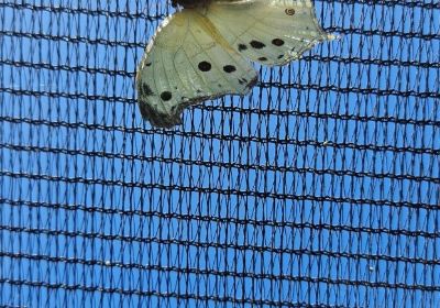 Butterfly Valley butterfly farm