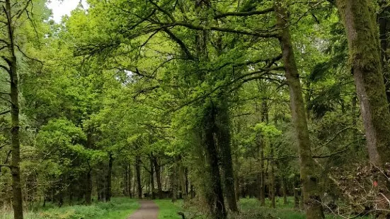Randalstown Forest Nature Reserve