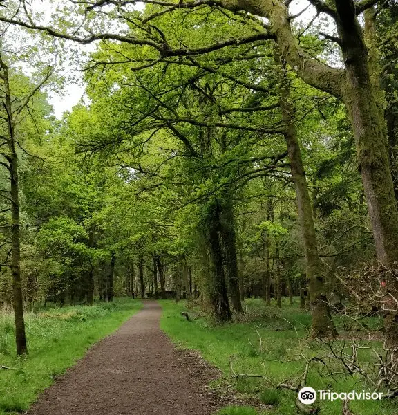 Randalstown Forest Nature Reserve