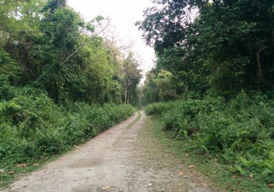 Gorumara Forest Bungalow