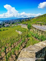 Lavaux, vignobles en terrasse