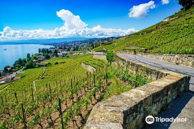 Lavaux Vineyard Terraces