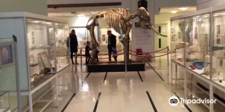 The Cole Museum of Zoology