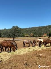 Wild Horse Sanctuary