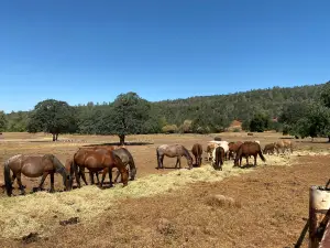 Wild Horse Sanctuary