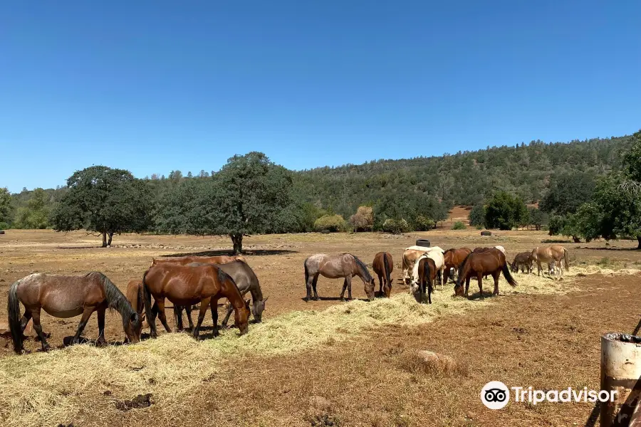 Wild Horse Sanctuary