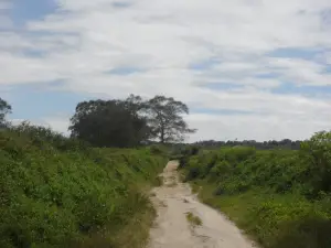 Sidamanik Tea Farm