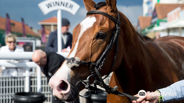 Brighton Racecourse