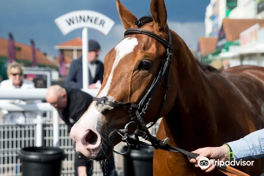 Brighton Racecourse