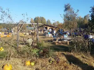 Dynioland