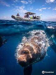 Underwater Safaris