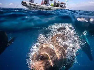 Underwater Safaris