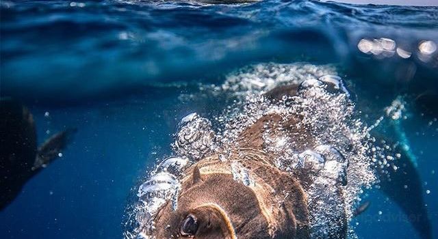 Underwater Safaris