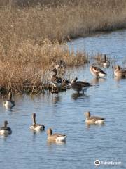 Stodmarsh National Nature Reserve