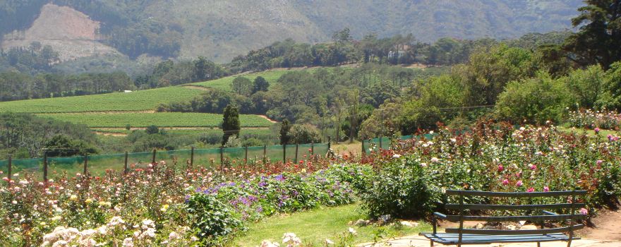 Chart Farm | Roses and Coffee Shop
