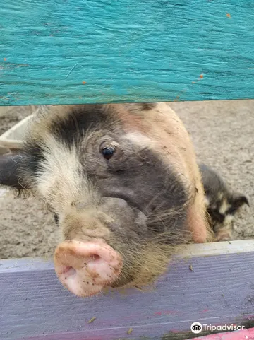 5_Educational farm The little blade of straw