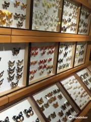 Toma World Insect Museum Papillon Chateau
