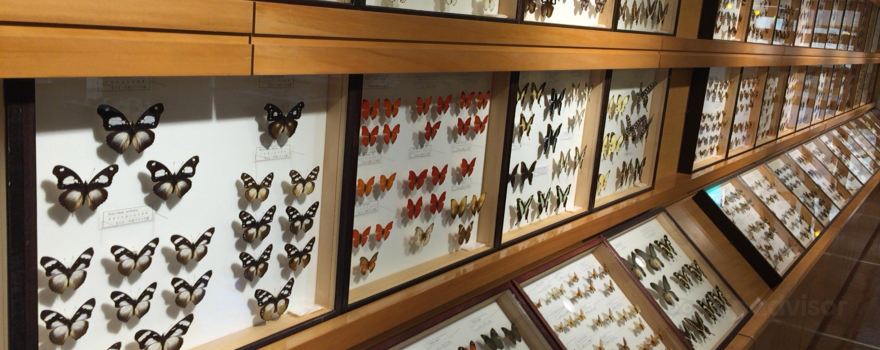 Toma World Insect Museum Papillon Chateau