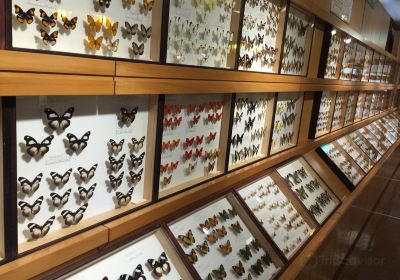 Toma World Insect Museum Papillon Chateau