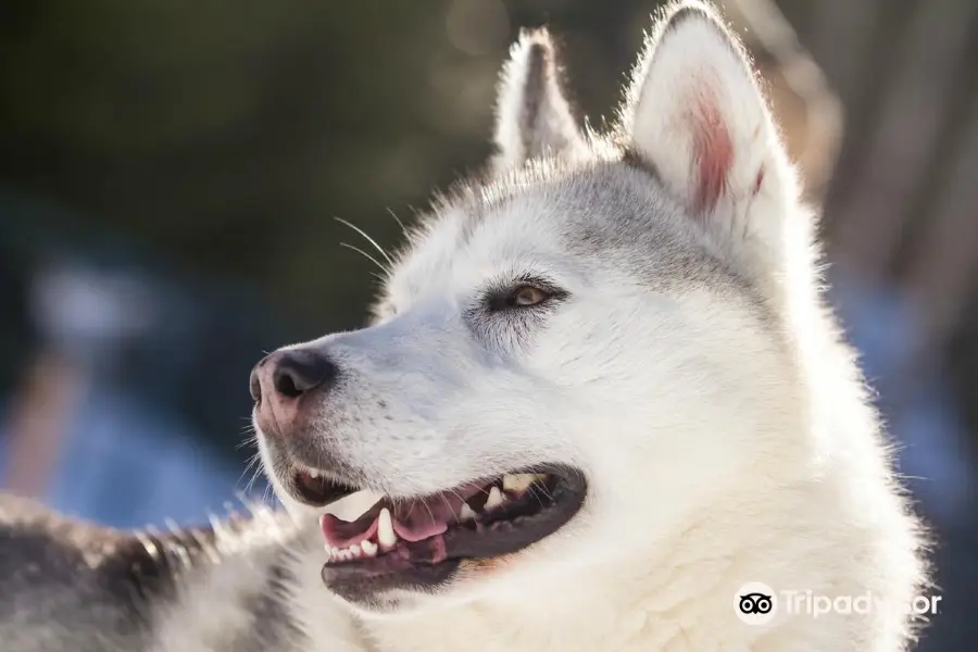 Golden Dog Sled Adventures