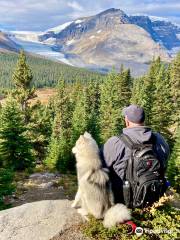 Wilcox Pass Trailhead