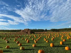 Monk Park Farm Visitor Attraction