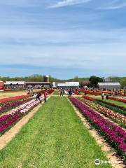 Holland Ridge Farm