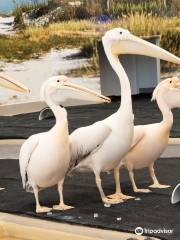 Clearwater Marine Aquarium