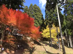 The Ginkgo Tree at Bodaiji Temple