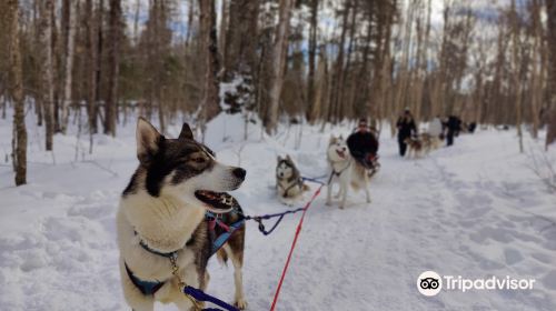 Winterdance Dogsled Tours