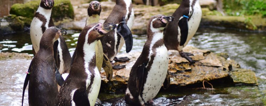 Birdland Park & Gardens