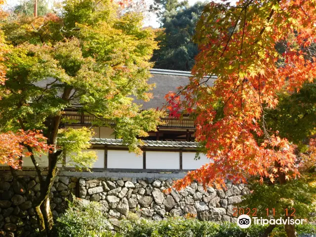 Maple Leaf Viewing in Nara