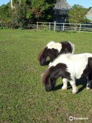 The Isle of Wight Donkey Sanctuary