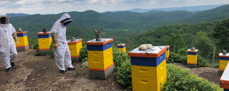 Killer Bees Honey