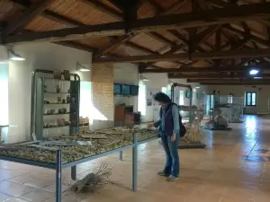 Museo del Sughero
