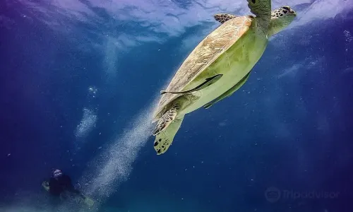 Scuba Diving in Panglao