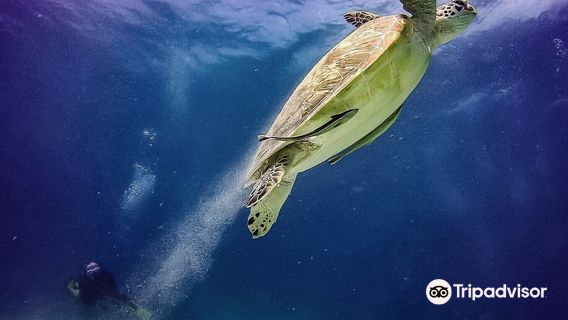 Scuba Diving in Panglao