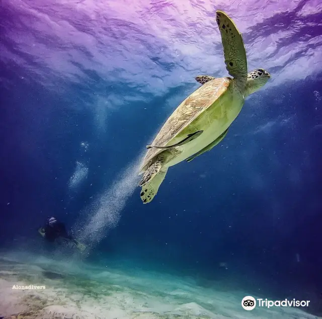 Scuba Diving in Panglao