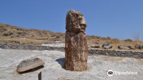 Petrified Forest of Lesbos