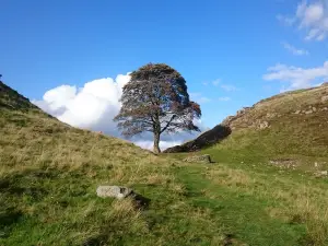 Sycamore Gap