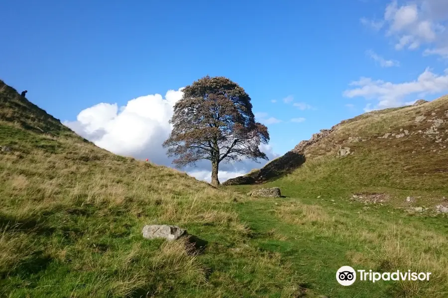 Sycamore Gap