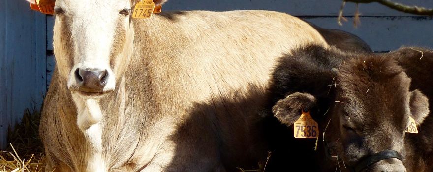 La Ferme D'idefix