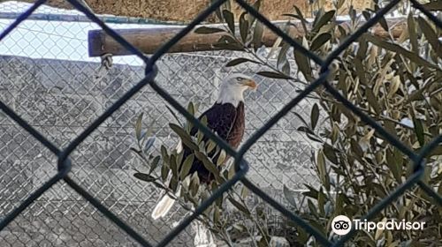 Malta Falconry Centre