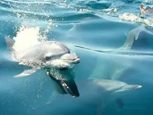 Dolphin Cruise