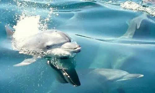 Dolphin Cruise