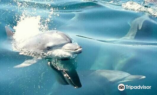 Dolphin Cruise
