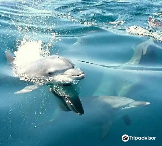 Dolphin Cruise