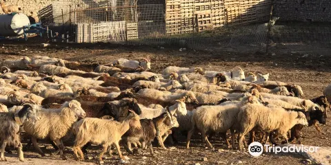 San Giovanni in Piano