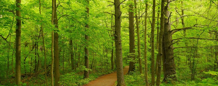 Parrott's Bay Conservation Area