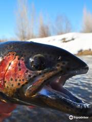 Yampa Valley Anglers